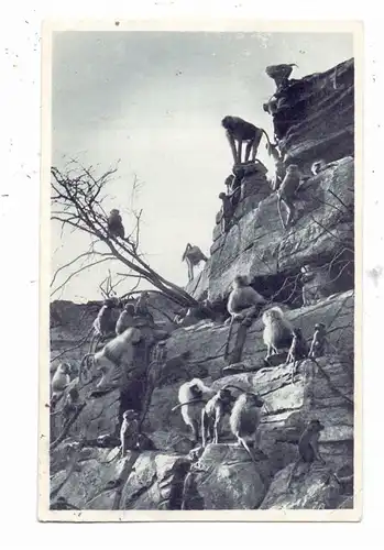 2000 HAMBURG - STELLINGEN, Carl Hagenbecks Tierpark / Zoo, Affenfelsen, Mantel Paviane, 1930