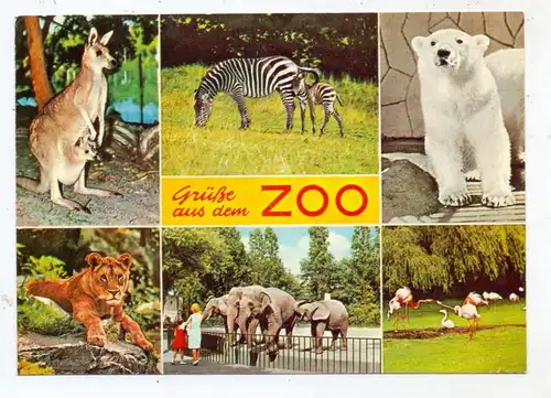 TIERE - ZOO, Grüße aus dem Zoo, Eisbär, Löwe, Flamingos, Zebras, Elefant, Känguruh