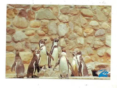 TIERE - ZOO - SCHWERIN, Humboldtpinguine