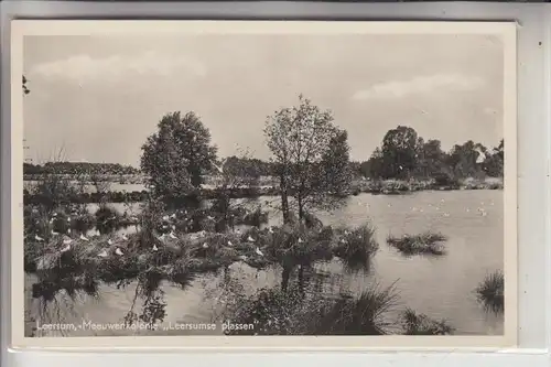 NL - UTRECHT - LEERSUM, Leersumse plassen, Meeuwenkolonie