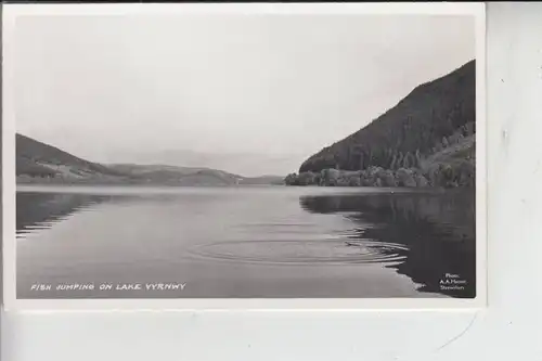 UK - WALES - MONTGOMERYSHIRE - Lake Vyrnwy, Fish Jumping