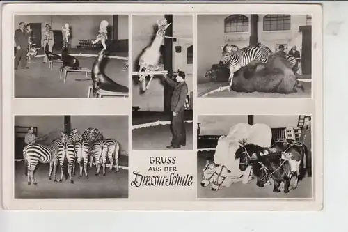 ZIRCUS - CIRCUS, Hagenbeck Hamburg, Dressurschule