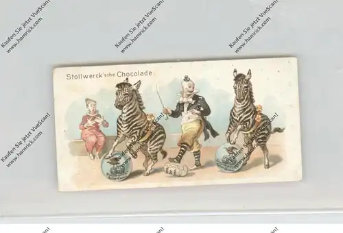 CIRCUS / ZIRCUS, Stollwerck - Sammelbild, Clowns und Zebras