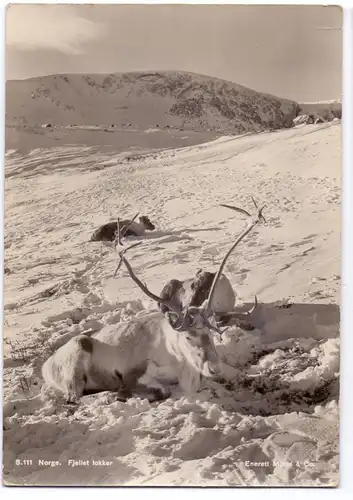 NORGE - Fjellet lokker