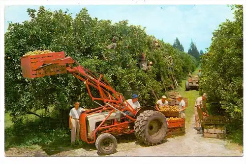 LANDWIRTSCHAFT - Orangen Ernte in Florida