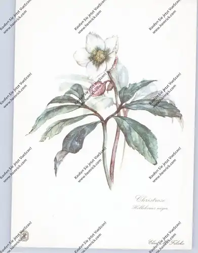 MEDIZIN - Homöopathische Heilpflanzen, Helleborus niger / Christrose, Fa. Dr. Wilmar Schwabe - Karlsruhe