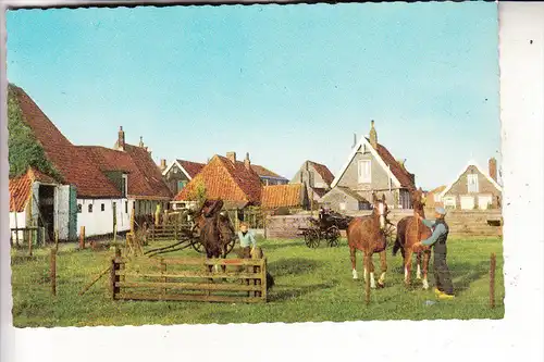 NL - NOORD-HOLLAND - TEXEL, bij Den Burg, paarden