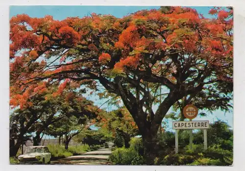 F 97130 CAPESTERRE, Entree de la Ville, Flamboyants / Flame tree  / Flammenbaum, PEUGEOT