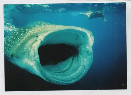 TIERE - WALHAI / Whale Shark