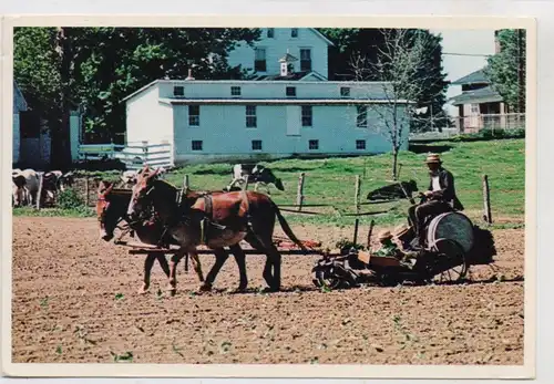LANDWIRTSCHAFT - Amish, Tobacco Planting