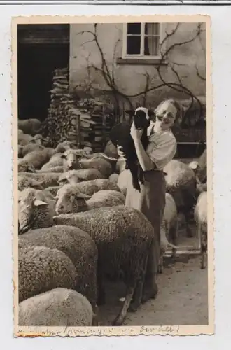 LANDWIRTSCHAFT - Schafzucht, Photo-AK