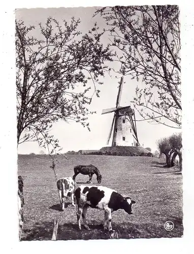 B 8340 DAMME, De Molen