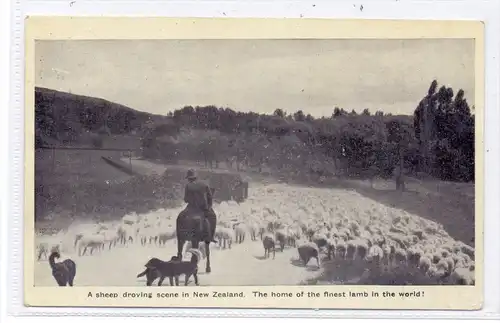 NEW ZEELAND - Sheep Farming / Schafzucht