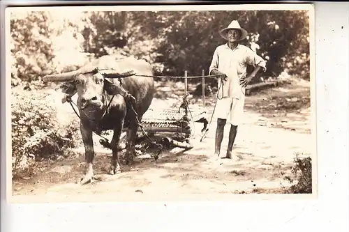 PILIPINAS / PHILIPPINEN, Bauern-Fahre auf den Philippinen, Wasserbüffel, Photo-AK