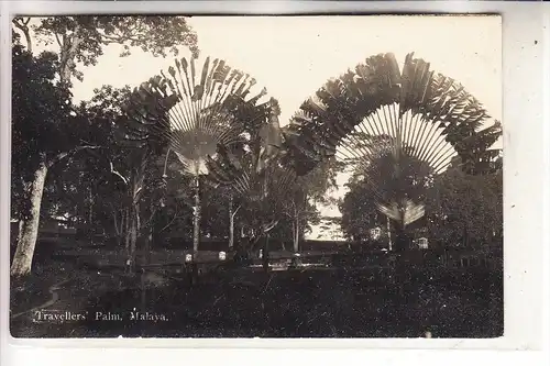 MALAYSIA, Travellers Palm, Malaya