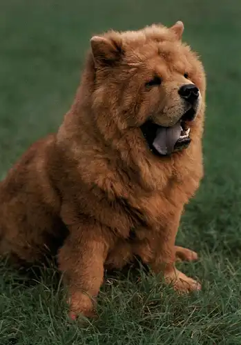 HUNDE - CHOW - CHOW