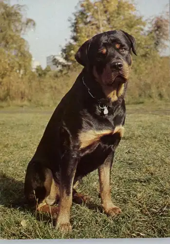 HUNDE - ROTTWEILER