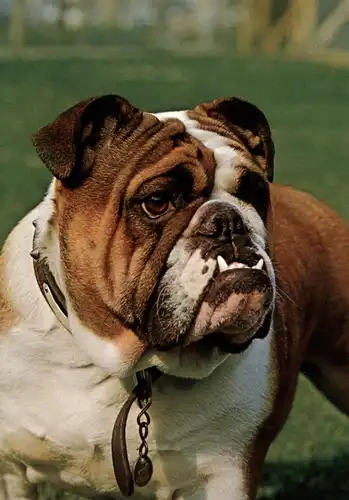 HUNDE - ENGLISCHE BULLDOGGE