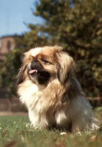 TIERE - HUNDE - PEKING - PALASTHUND