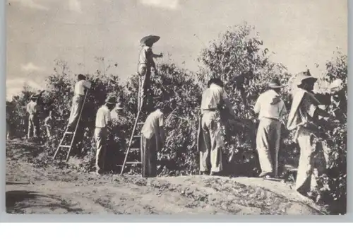 BRASIL- Het plukken van de koffie in Brazilie, 1858, NESTLE - Werbekarte