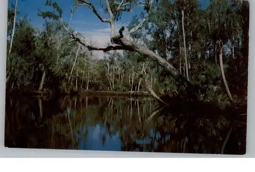 USA - FLORIDA - DAYTONA BEACH, Tarzan Tree, Tomoka River