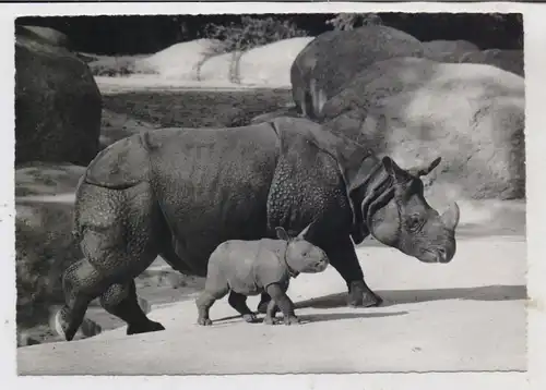 TIERE - ZOO BASEL, Panzernashorn