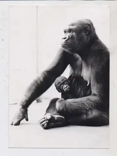 TIERE - ZOO BASEL, Gorilla, 1963