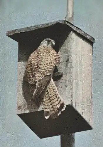 VÖGEL - TURMFALKE am Nistkasten, Herausg. Bund für Vogelschutz - Stuttgart