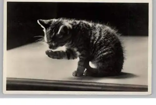 KATZEN / Cats / Chat / Gato / Gatto / Kat, putzende Katze, 1933