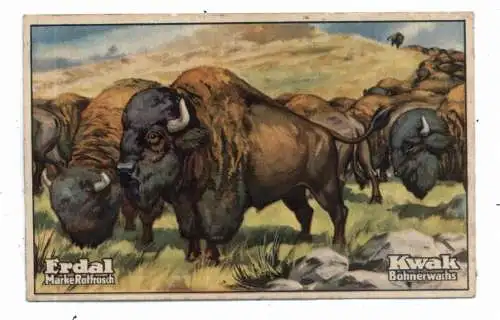 TIERE - BISON, Erdal Sammelbild / Cinderella