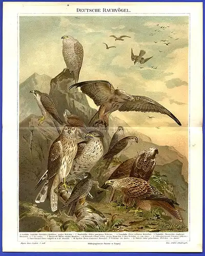 Zoologie Raubvögel Adler Falke Milan alte Farblitho Tafel um 1897