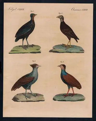 Merkwürdige hühnerartige Vögel - Freycinet's, Laperouse's, Duperrey's & Derrothfüssige Megapode  (Vögel C