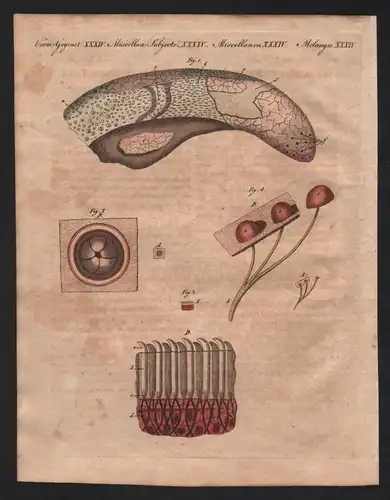 Verm. Gegenst. XXXIV - Mikroscopische Untersuchungen der Rindszunge - Zunge Kuh Rind tongue cow Medizin Medici