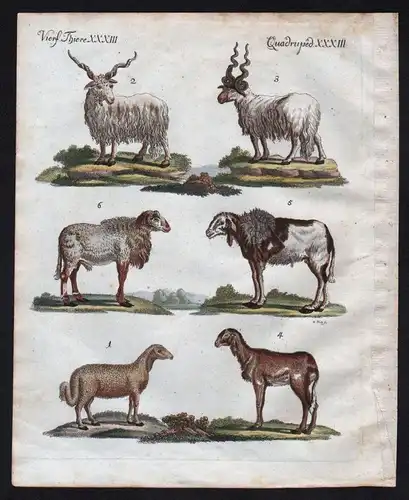 Schaf Schafe Ovis sheep Strepsikeros Bertuch Kupferstich engraving