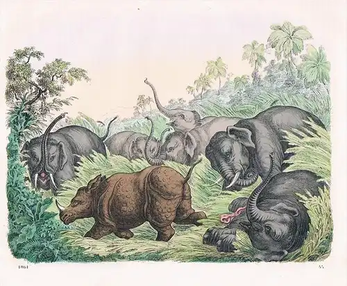 Elefant Elefanten Nashorn Rhinozeros - Lithographie lithography