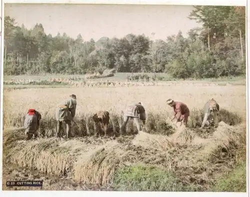 Cutting rice. / Reis / Ernte / Japan / schneiden / Getreide