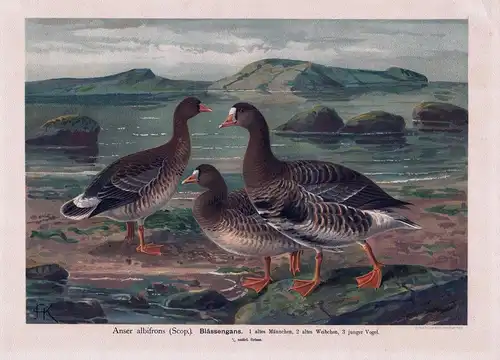 Blässengans  - Greater white-fronted goose / Goos/ Gans Vogel Vögel bird birds