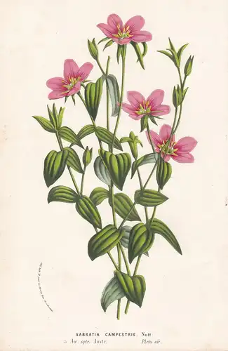 Sabbatia Campestris. - meadow pink Sabatia America Blume flowers Blumen flowers Botanik Botanical Botany antiq