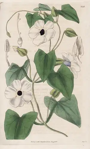 Thunbergia Alata: albiflora. Winged Thunbergia; White-flowered var. Tab. 3512 - from Botanical Magazine Zanzib