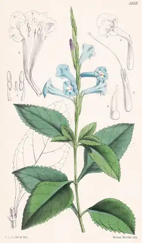 Stachytarpheta Bicolor. Tab. 5538 - from the Botanical Magazine Brazil Brasil Brasilien flower Blume Blumen bo