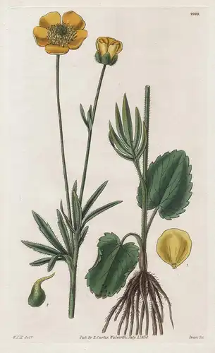 Ranuculus Cardiophyllus. American Heart-Leaved Crowfoot Tab. 2999 - from Botanical Magazine North America Amer