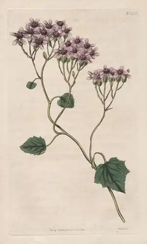 Cineraria Aurita. Purple-Fowered Cineraria Tab. 1786 - from Botanical Magazine Madeira Madera Cinerarie Zinera