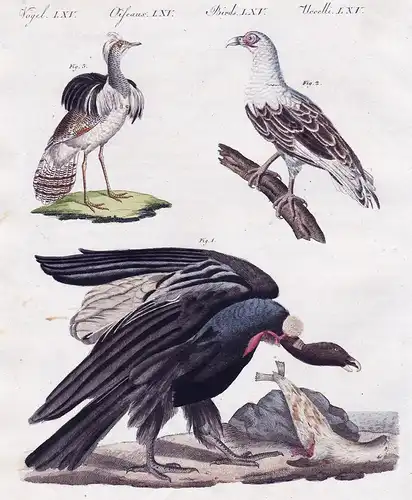 Vögel LXV. - 1) Der mangellanische Geier oder Condor. - 2) Der Geier aus Angola. - 3) Der Hubara oder Kragentr