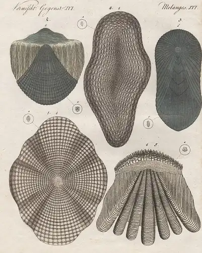 Vermischt. Gegenst. XVI - Fischschuppen - Schuppen scale Morphologie Barsch perch Aale eels Fisch fish Fische