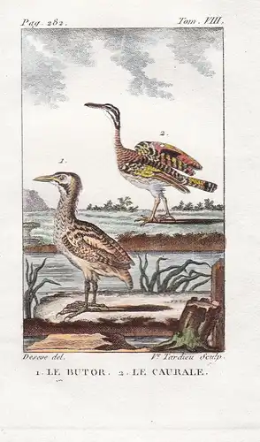 Le Butor - Le Caurale - Ralle Sonnenralle Eurypyga helias Rohrdommel Botaurus stellaris bittern Wasservogel Vo