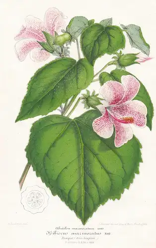 Hibiscus marmoratus - Mexico Mexiko Hibiskus Eibisch Pflanze plant flower flowers Blume Blumen Botanik botany