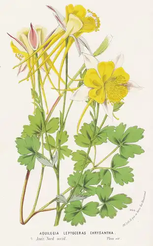 Aquilegia Leptoceras Chrysantha - North America flower Blume flowers Blumen botanical Botanik botany