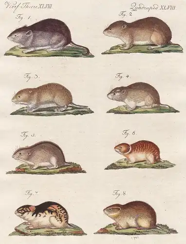 Vierf. Thiere XLVIII / Quadrupedes XLVIII - Die Knoblochs-Maus - Die Zwiebel-Maus - Die Wurzel-Maus - Die Tulp