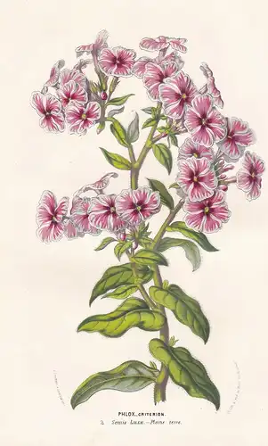 Phlox criterion - Blume Blumen flower flowers botanical Botanik Botany