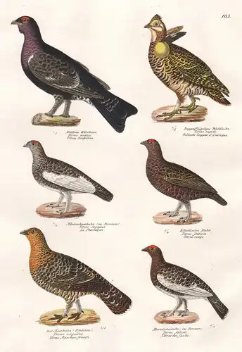 Mittleres Waldhuhn - Doppelflügeliges Waldhuhn - Alpenschneehuhn - Schottisches Huhn - Der Auerhahn - Morastsc